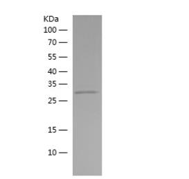 Recombinant Human APH1A.png