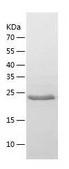 Recombinant Human APIP.jpg