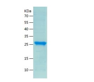 Recombinant Human APOA1.png