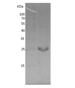 Recombinant Human APTX.png