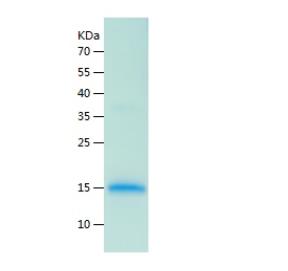 Recombinant Human AREG.png