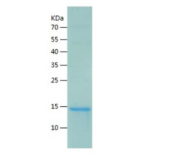 Recombinant Human Arg2.png