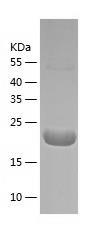 Recombinant Human ARHGAP21.jpg
