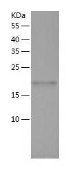 Recombinant Human ARHGEF7.jpg