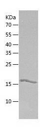 Recombinant Human ARL11.jpg
