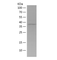 Recombinant Human ARL13B.png