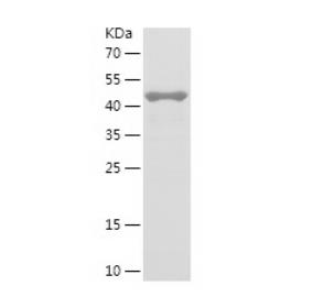 Recombinant Human ARL6.png