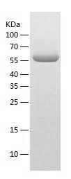 Recombinant Human ASH2L.jpg