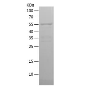 Recombinant Human ATF-4.png