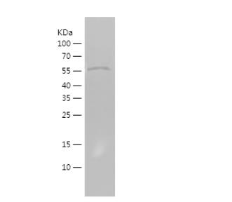 Recombinant Human ATF6.png