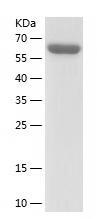 Recombinant Human ATG3.jpg