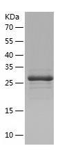 Recombinant Human AUH.jpg