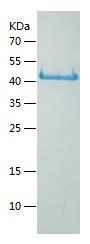 Recombinant Human BASP1.jpg