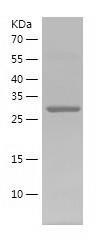Recombinant Human BCCIP.jpg