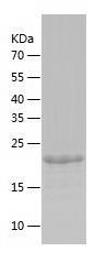 Recombinant Human Bcl 7A.jpg