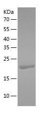 Recombinant Human BCL7C.jpg