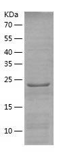 Recombinant Human BEND6.jpg
