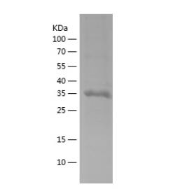 Recombinant Human BHLHE41.png