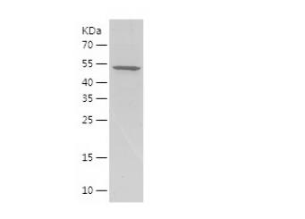 Recombinant Human BMP15.png