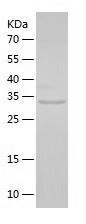 Recombinant Human BPNT1.jpg
