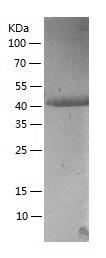 Recombinant Human BRD3.jpg