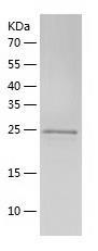 Recombinant Human BTF3.jpg