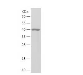 Recombinant Human Calpain small subunit 1.png