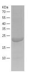Recombinant Human CAPSL.jpg