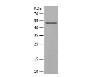 Recombinant Human CAPZA1.png