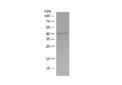 Recombinant Human CAT.png