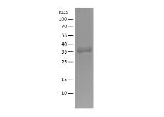 Recombinant Human CAV1.png