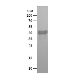 Recombinant Human CD168.png