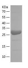 Recombinant Human CD1b.jpg