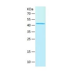 Recombinant Human CD33.png