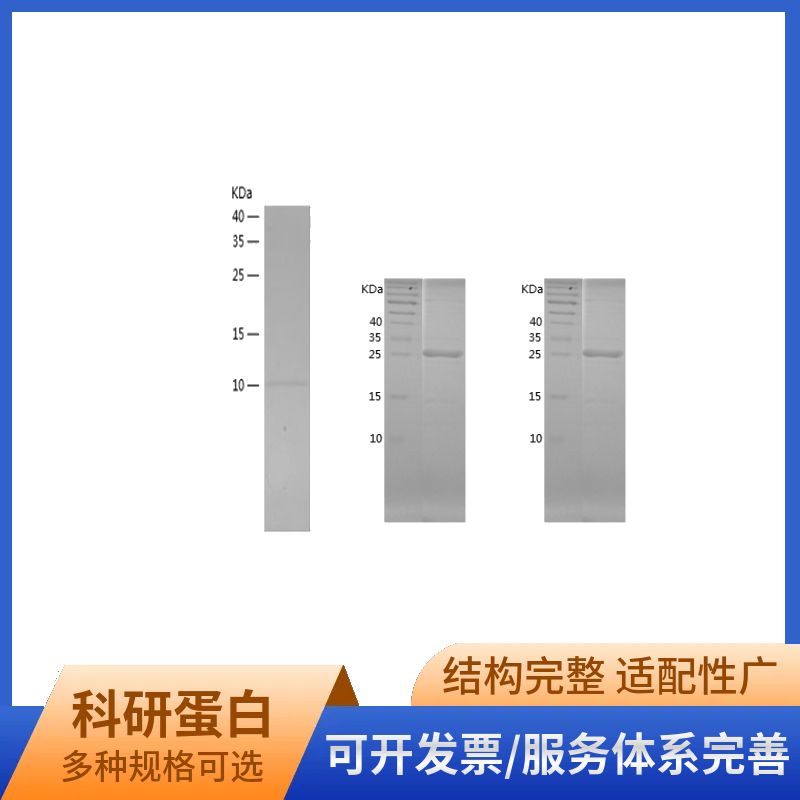 Recombinant Human PDGF AA