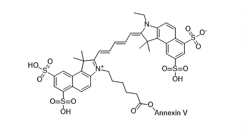 Cy5.5 Annexin V；Cy5.5标记的膜联蛋白V