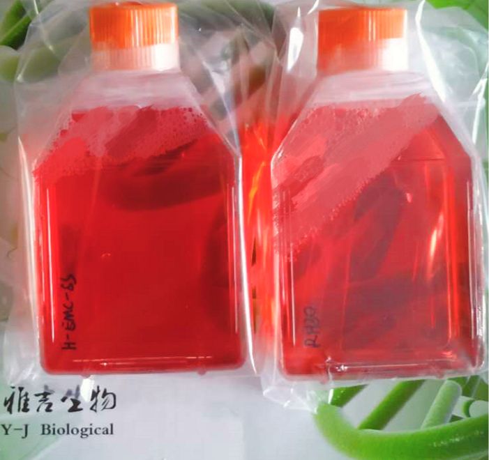 人乳腺导管癌细胞（非三阴）Her2阴性，ER阳性。T47D（STR）