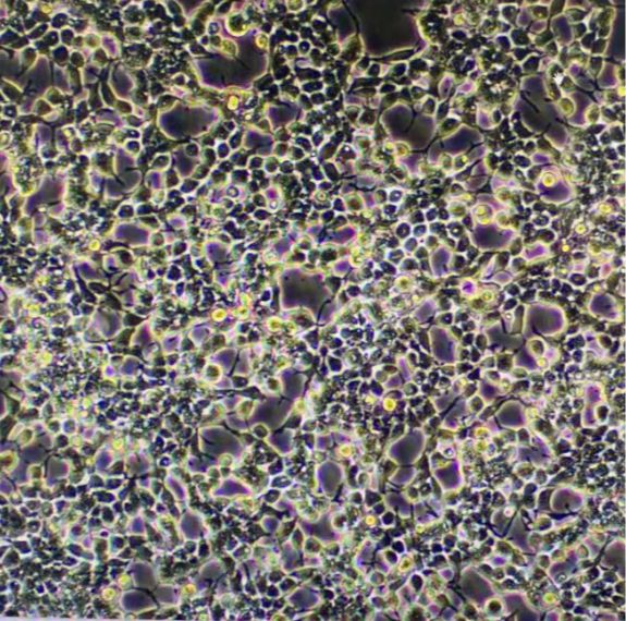 人单核细胞白血病细胞thp1