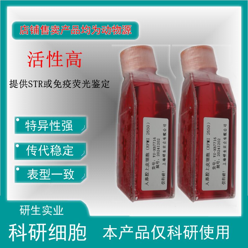 大鼠肺小动脉内皮细胞