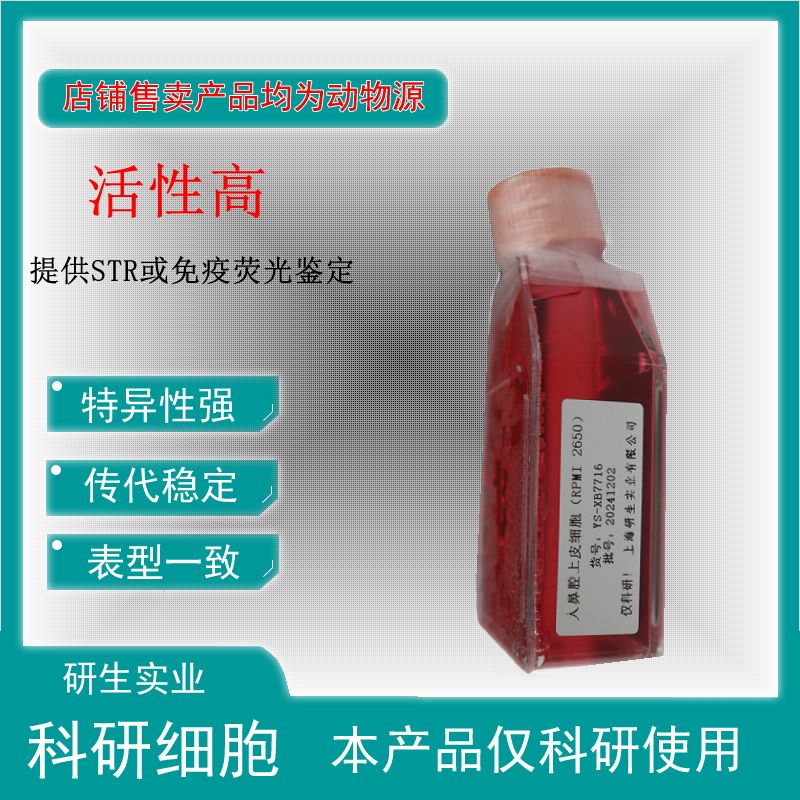 大鼠肺小动脉内皮细胞