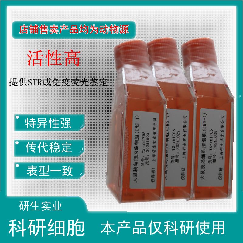 大鼠浦肯野细胞