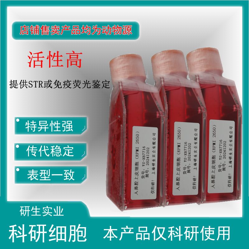 大鼠浦肯野细胞