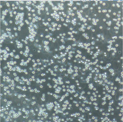 人胚肺细胞NCI-H1563（STR）