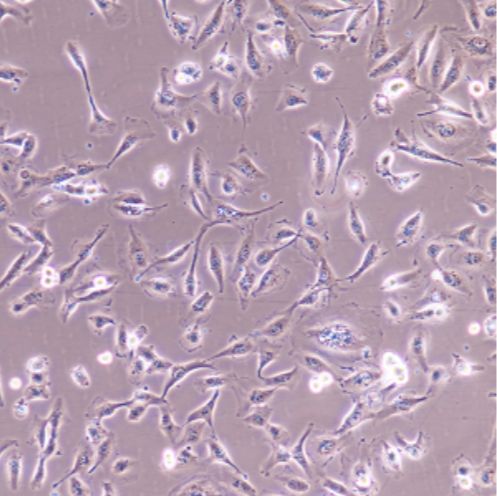 人肺鳞癌细胞NCIH2170（STR）