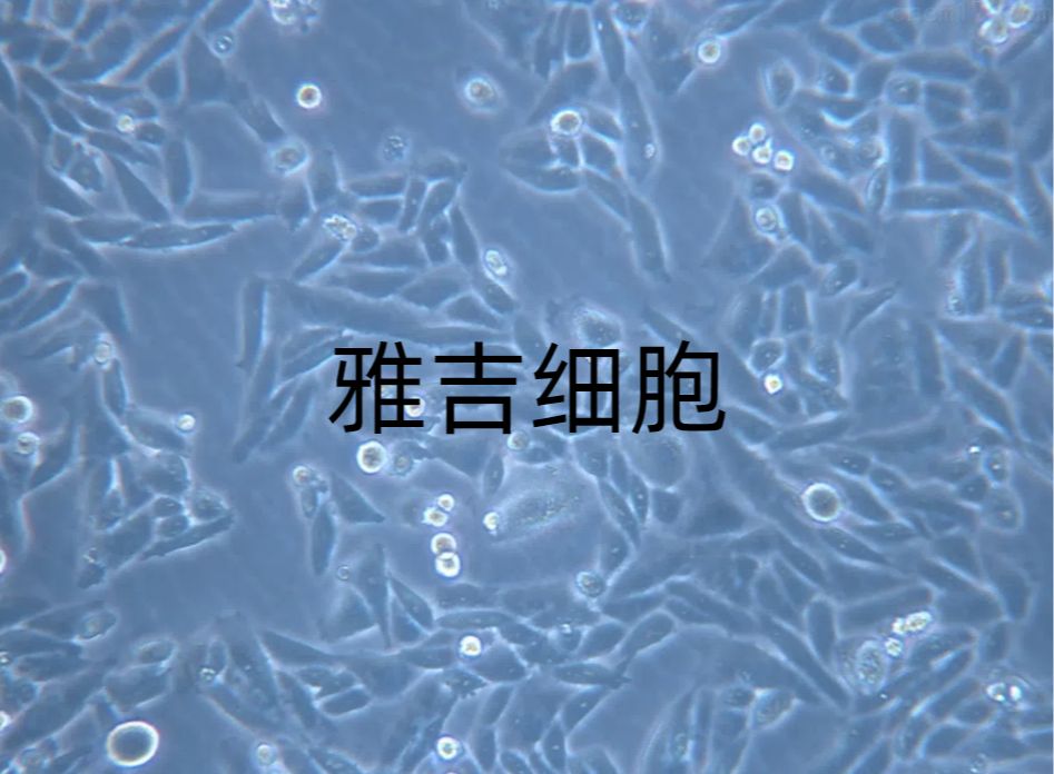 人甲状腺癌细胞ACT1（STR）