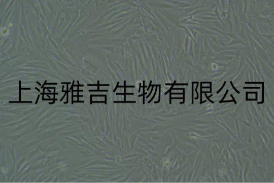 人甲状腺癌细胞（未分化）CAL62（STR）