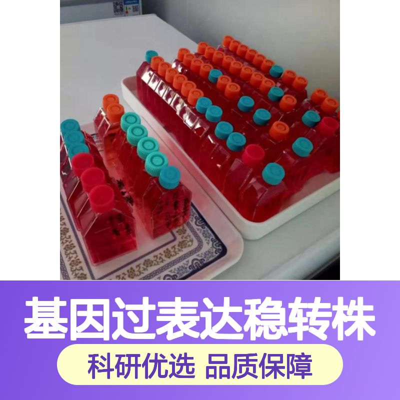 人乳腺癌细胞（三阴性）SUM159PT（STR）