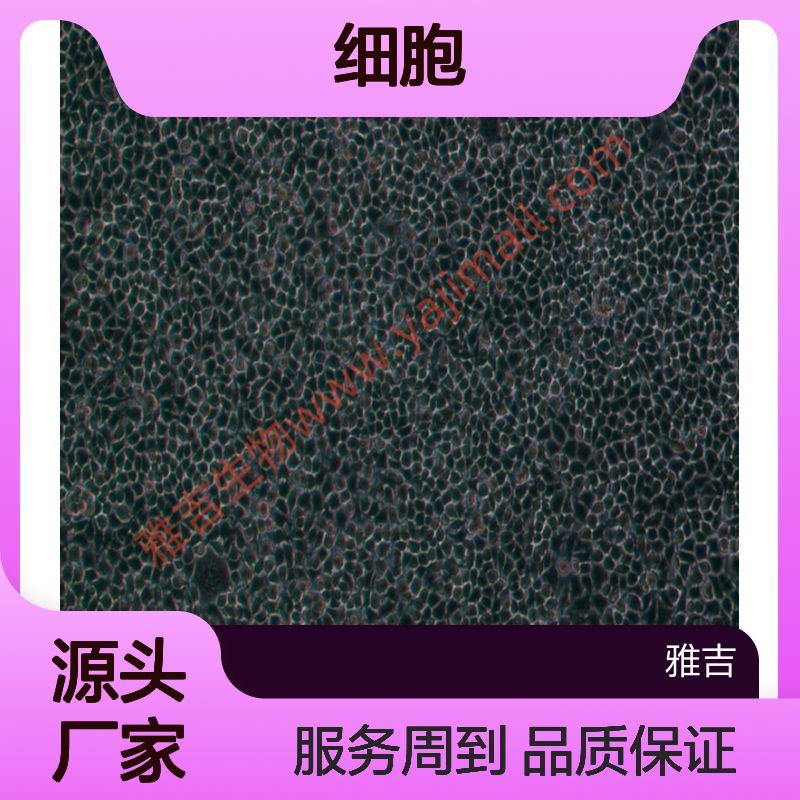 人卵巢癌细胞OVCA429（STR）