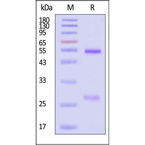 单克隆Anti-RSV F/Fusion glycoprotein F0抗体