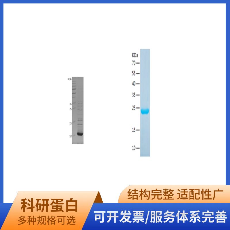 Recombinant Human ATP5A
